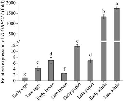 Odorant Binding Protein C17 Contributes to the Response to Artemisia vulgaris Oil in Tribolium castaneum
